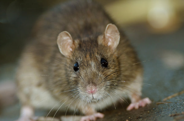 How To Get Rid Of Rats In My Attic